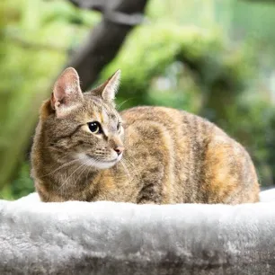 Essential Information for Breeding Cats