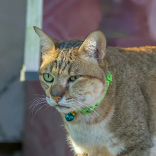 Everything You Need to Know About Cat Abscesses