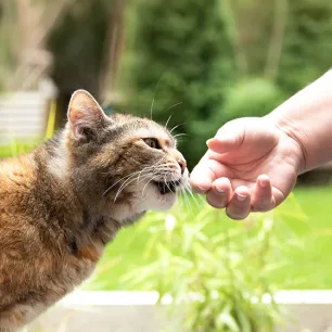 Everything You Need to Know About Cat Clicker Training