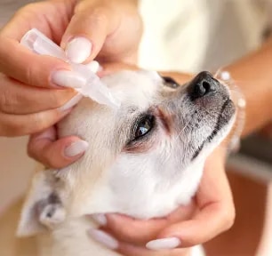 Eye Drops for Dogs Types & When Do Dogs Need Them