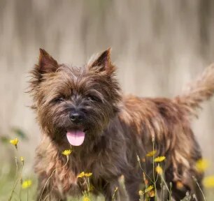 Famous Dogs throughout History