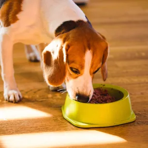 Feeding Your Adult Dog