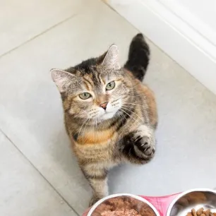 Feeding Your Cat During Pregnancy