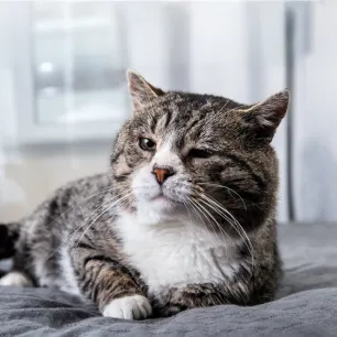 Feeding Your Senior Cat