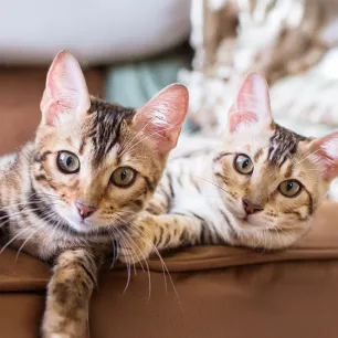 Getting a Cat or Kitten