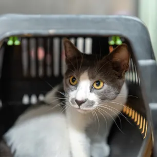 Giving Up a Cat for Adoption: Advice for Struggling Owners