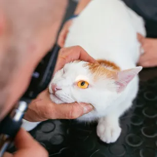Glaucoma in Cats: Causes, Signs & Treatment