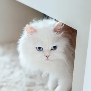 Gorgeous White Cat Breeds to Welcome to the Family
