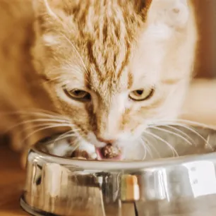 Guide to Feeding Your Adult Cat