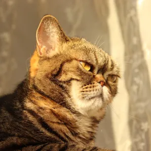 Hay fever in cats