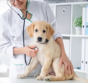 Heart Murmur in Dogs: Symptoms, Causes & Treatment