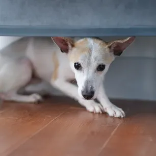 Helping a Scared Dog