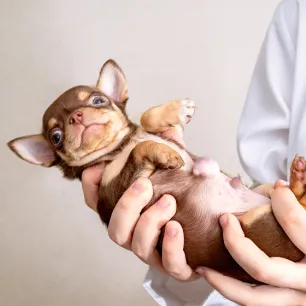 Hernias in Dogs: What You Need to Know