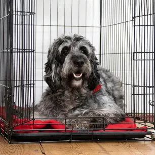 Hip Dysplasia in Dogs