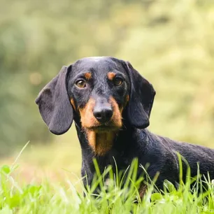 Hound Dogs_Everything You Need to Know