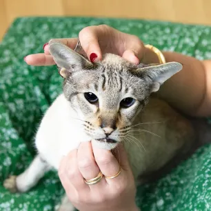 How Do Cats Show Affection?