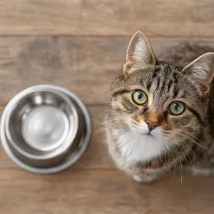 How Long Can Cats Go Without Food and When To Be Concerned