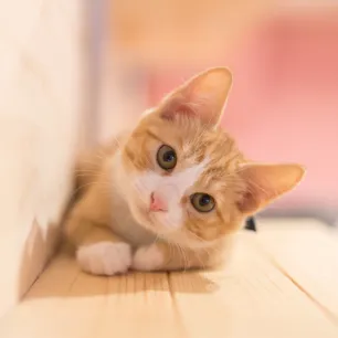 How Much Does a Cat Cost?