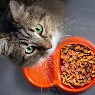 How to Choose the Best Cat Food for Your Pet