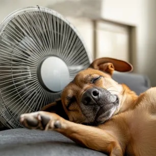 How to Cool Down a Dog and Keep Them Cool