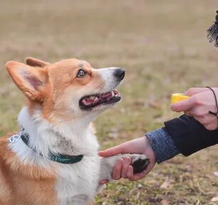 How to Start Clicker Training Your Dog