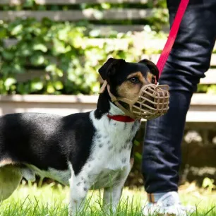 How to Stop Aggressive Dog Behaviour.