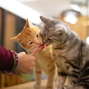 How to Stop Cats Fighting