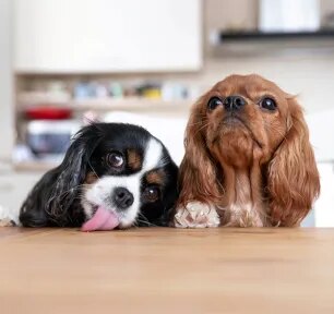 How to Stop Puppy Jumping Up: Top Tips Explained