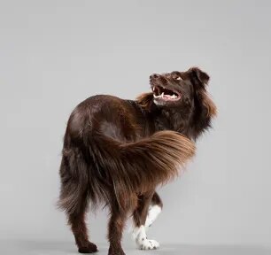 How to Teach a Dog to Spin 