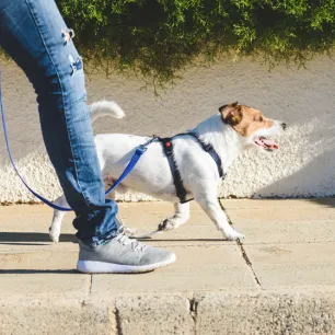How to Walk Dogs & Puppies on a Lead?