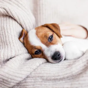 Is My Dog Ill? Unusual Symptoms to Watch Out For