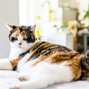 Is Your Cat Overweight?