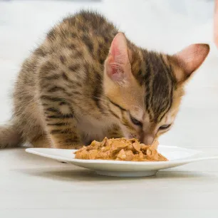 Kitten Teething Advice