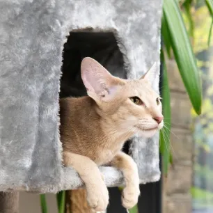 Make Your Home Cat Friendly in 11 Easy Steps