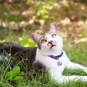 Microchipping Your Cat