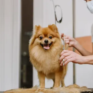 Introducing Your New Cat to Your Other Pets