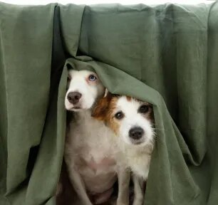 Panic Attacks in Dogs: Causes, Symptoms, and Treatment