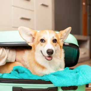 Pet friendly holiday homes