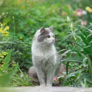Plants Poisonous to Cats