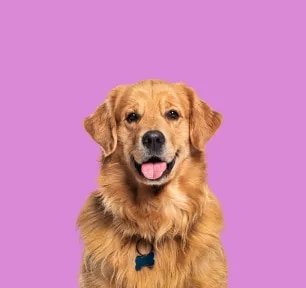 Popular Female Dog Names to Match Your New Best Friend