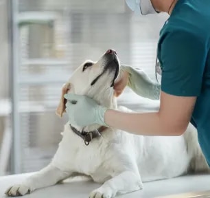 Prednisone for Dogs – Is It Safe