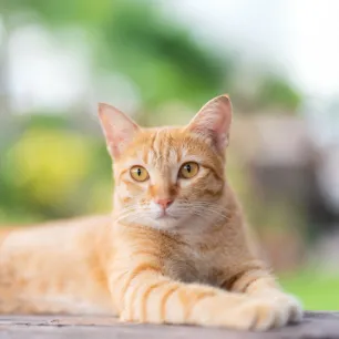 Purina Body Condition Tool for Cats