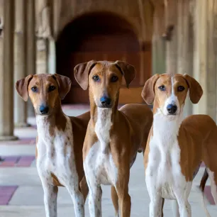 Rare Dog Breeds