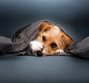 Reverse Sneezing in Dogs: Causes & How to Help 