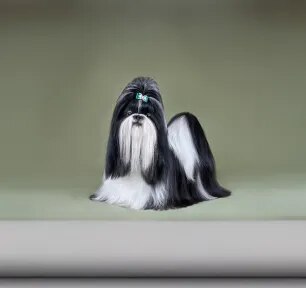 Small Dogs with Long Hair That Will Steal Your Heart