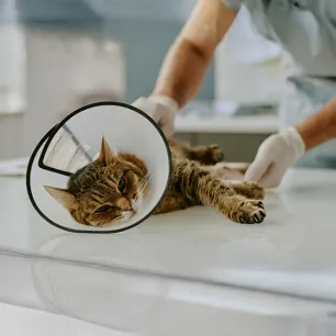 Spaying and Neutering Cats FAQs