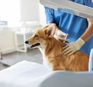 Steroids for Dogs: How They Work & Side Effects