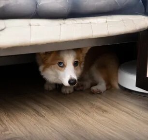 Storm Phobia: Is Your Dog Afraid of Thunder? 