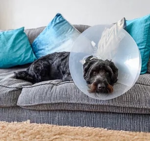 Surgical Versus Chemical Castration in Male Dogs