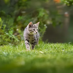 The Best 22 Cat-Friendly Plants